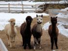 Allevamento Alpaca in Val di Fiemme - La Baita delle Fate